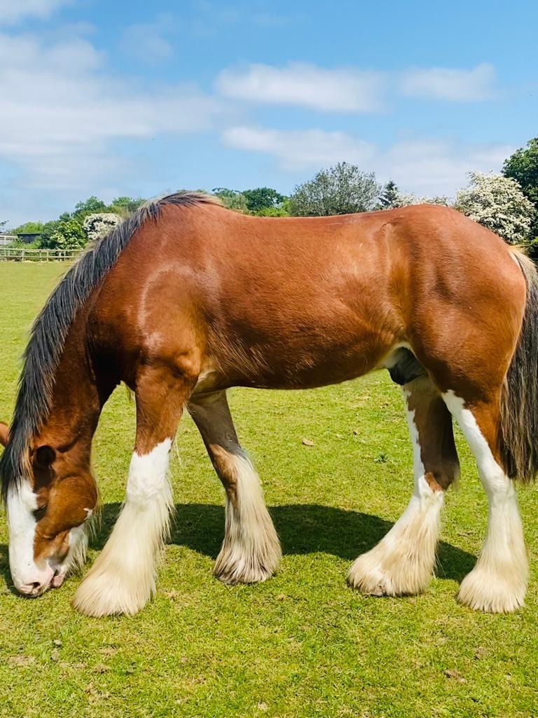 Horses & Ponies for Sale UK Equine Dealers