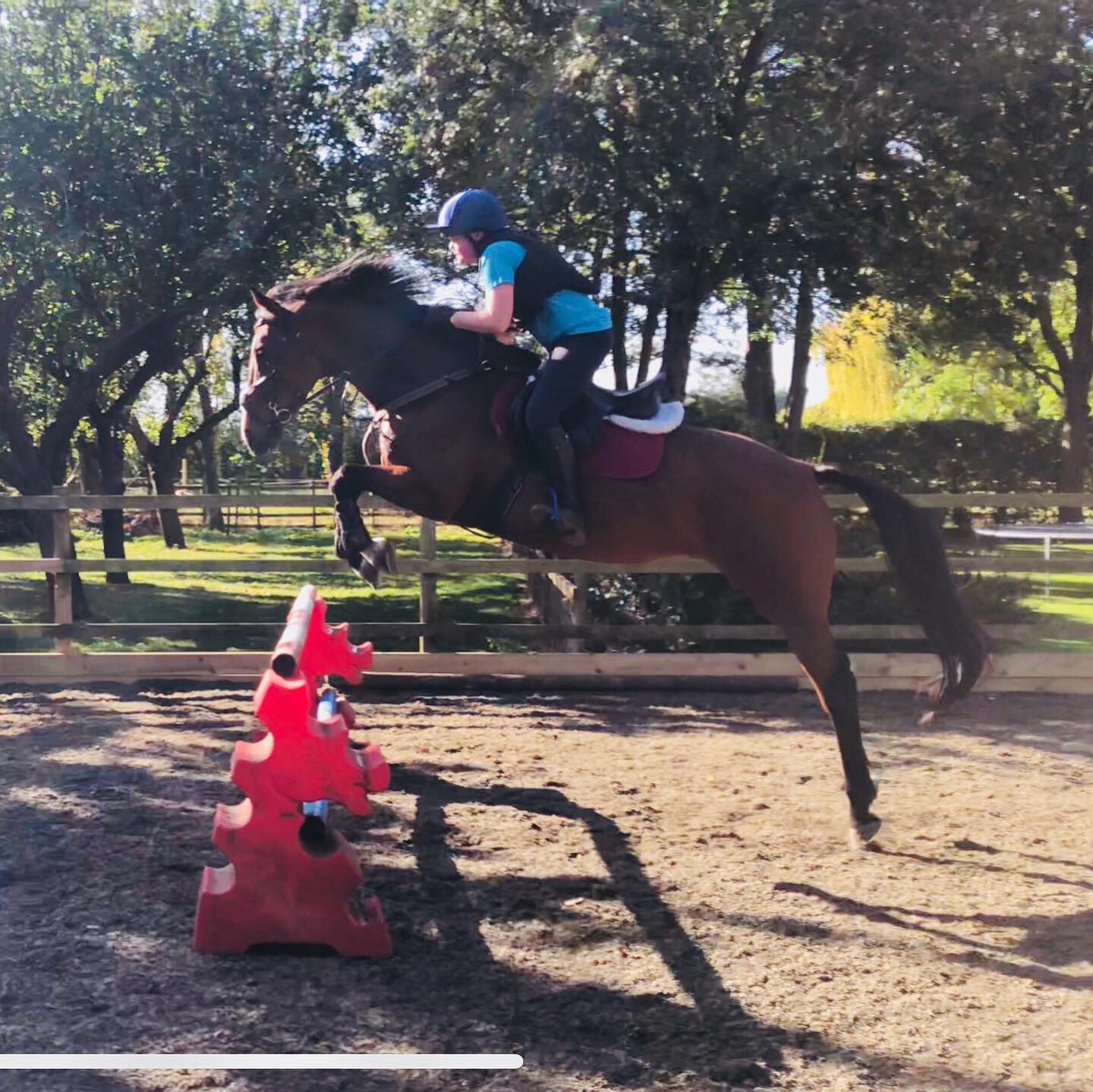 Lynn Robertson Horse Dealer Reviews Equine Dealers
