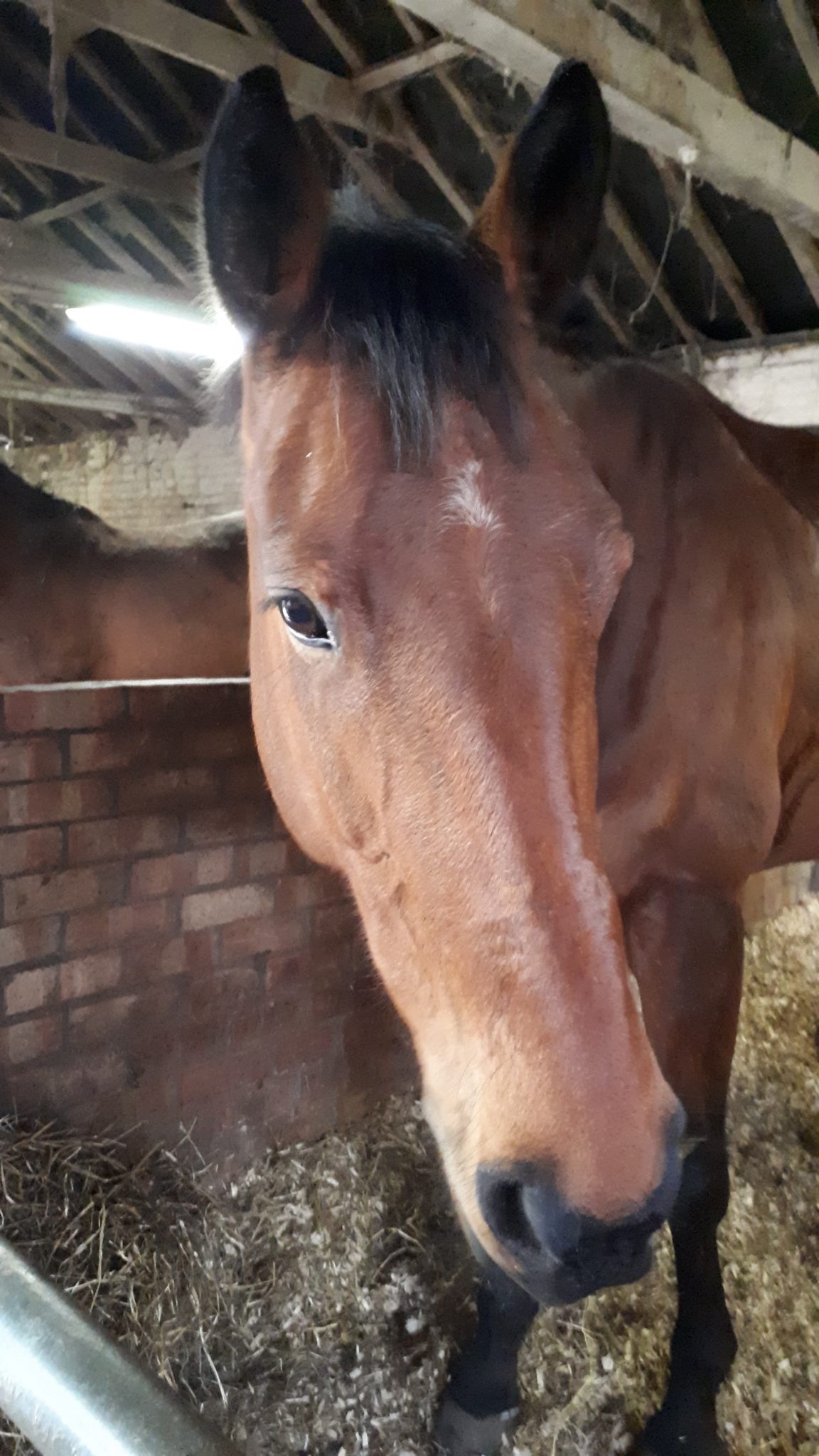 Lynn Robertson Horse Dealer Reviews Equine Dealers