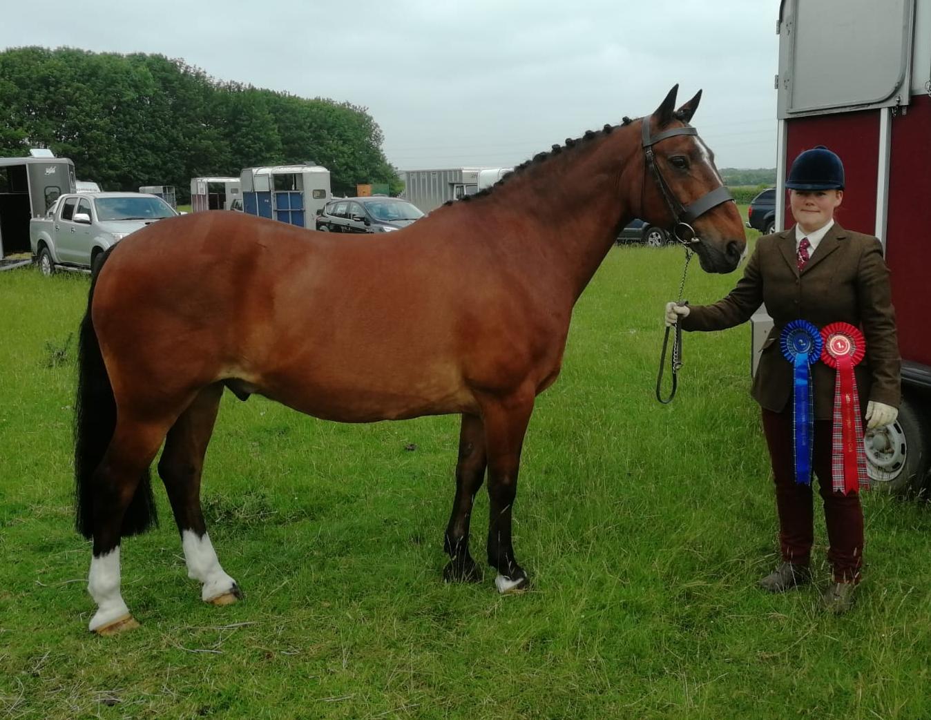 Gormley Horses Direct Horse Dealer Reviews Equine Dealers