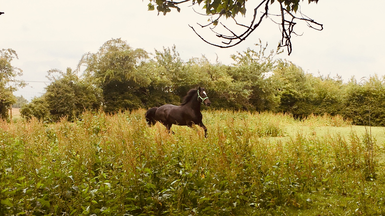 Lynn Robertson Horse Dealer Reviews Equine Dealers