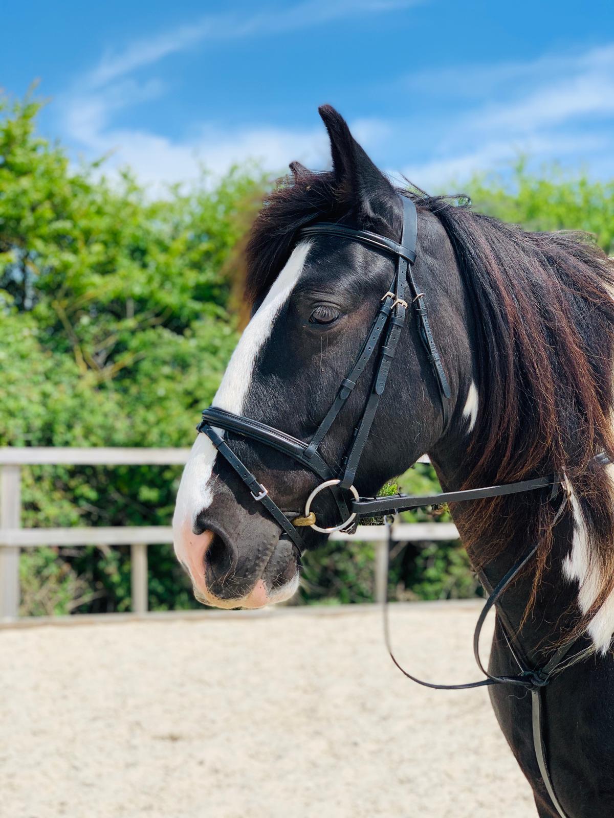 Lynn Robertson Horse Dealer Reviews Equine Dealers