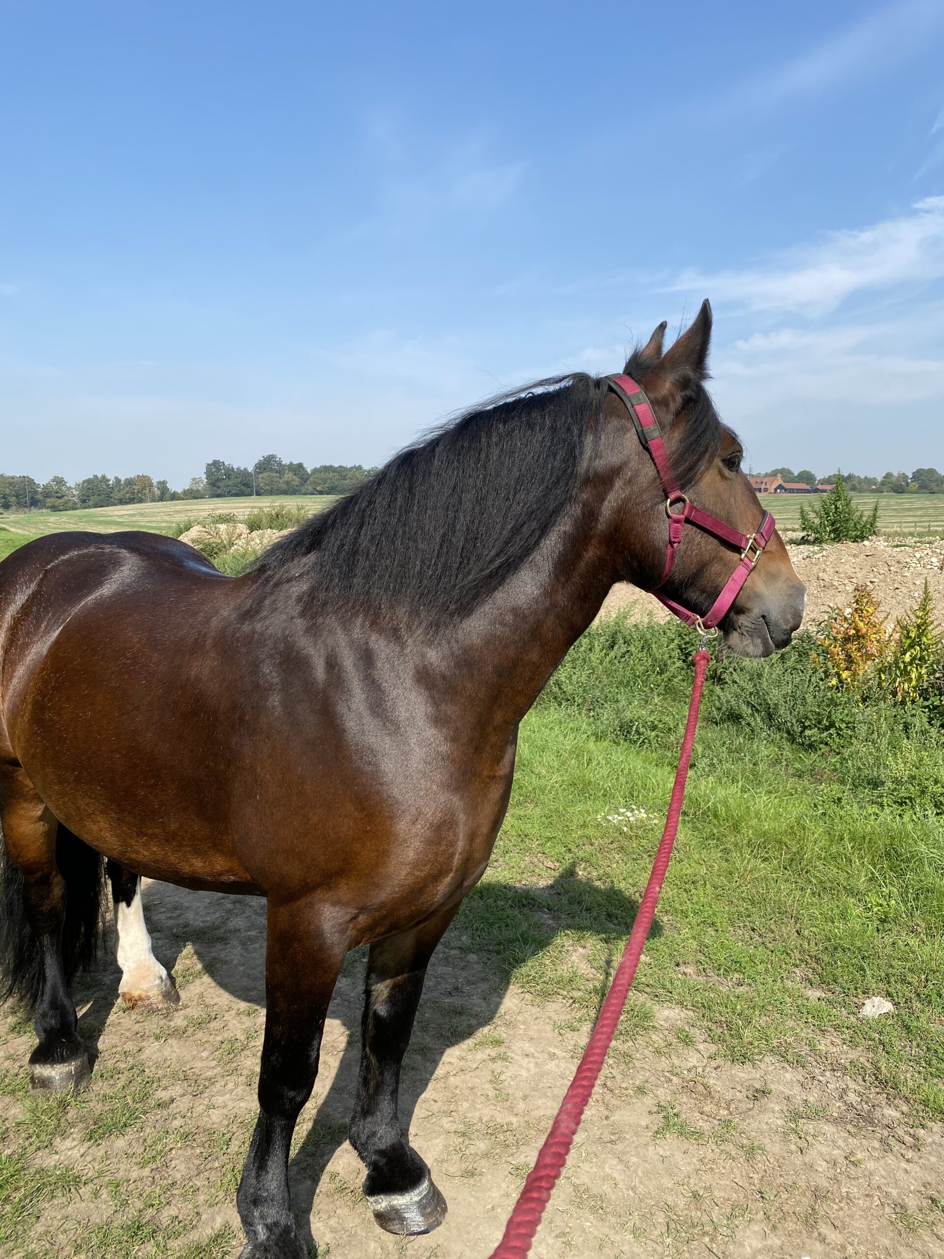 Lynn Robertson Horse Dealer Reviews Equine Dealers