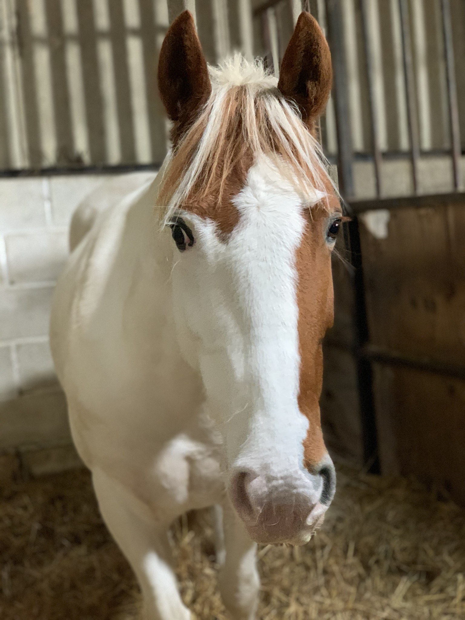 Lynn Robertson Horse Dealer Reviews Equine Dealers