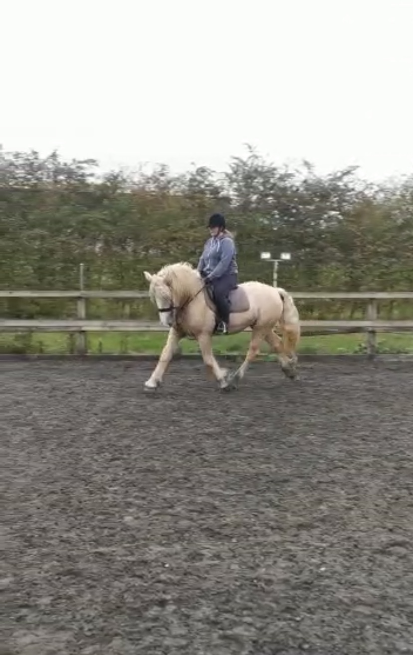 Lynn Robertson Horse Dealer Reviews Equine Dealers