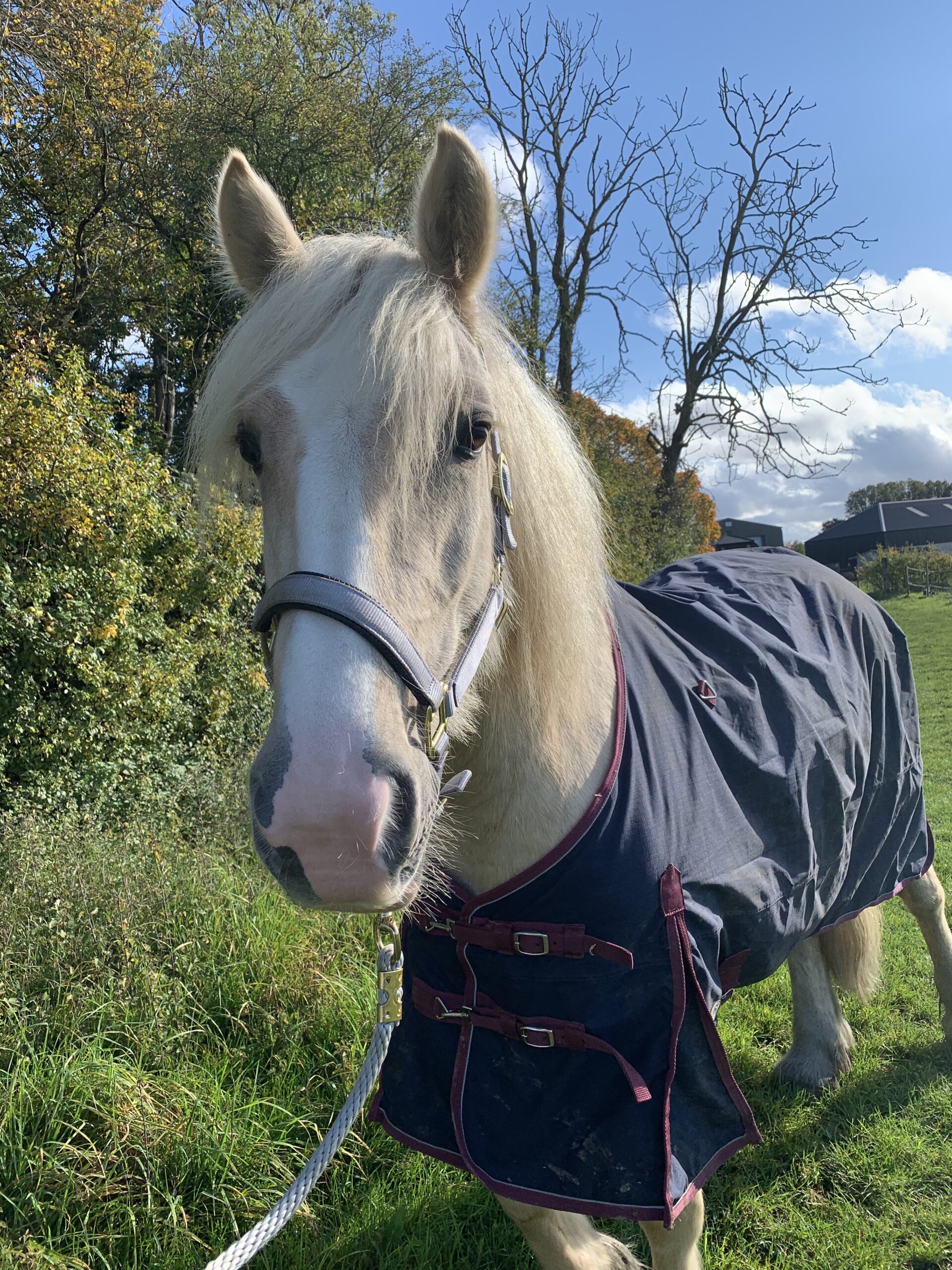 Lynn Robertson Horse Dealer Reviews Equine Dealers