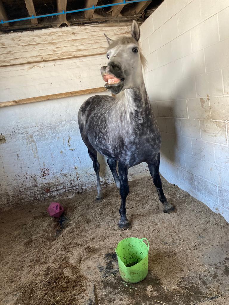 Lynn Robertson Horse Dealer Reviews Equine Dealers