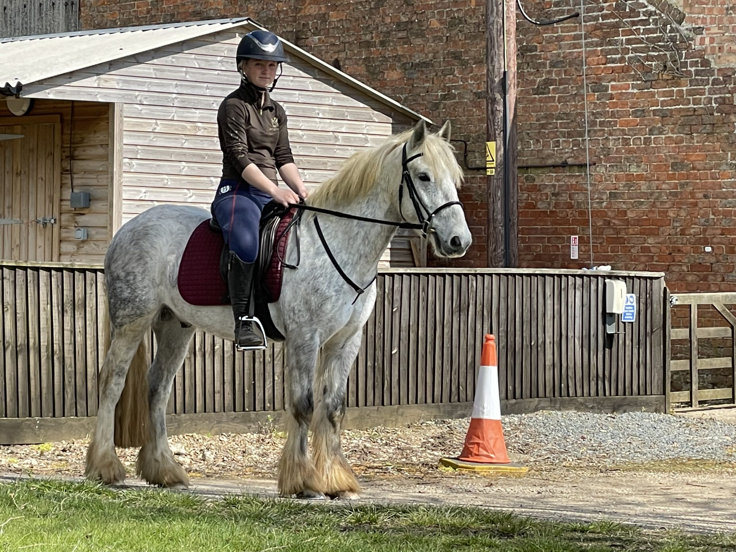 Lynn Robertson Horse Dealer Reviews Equine Dealers