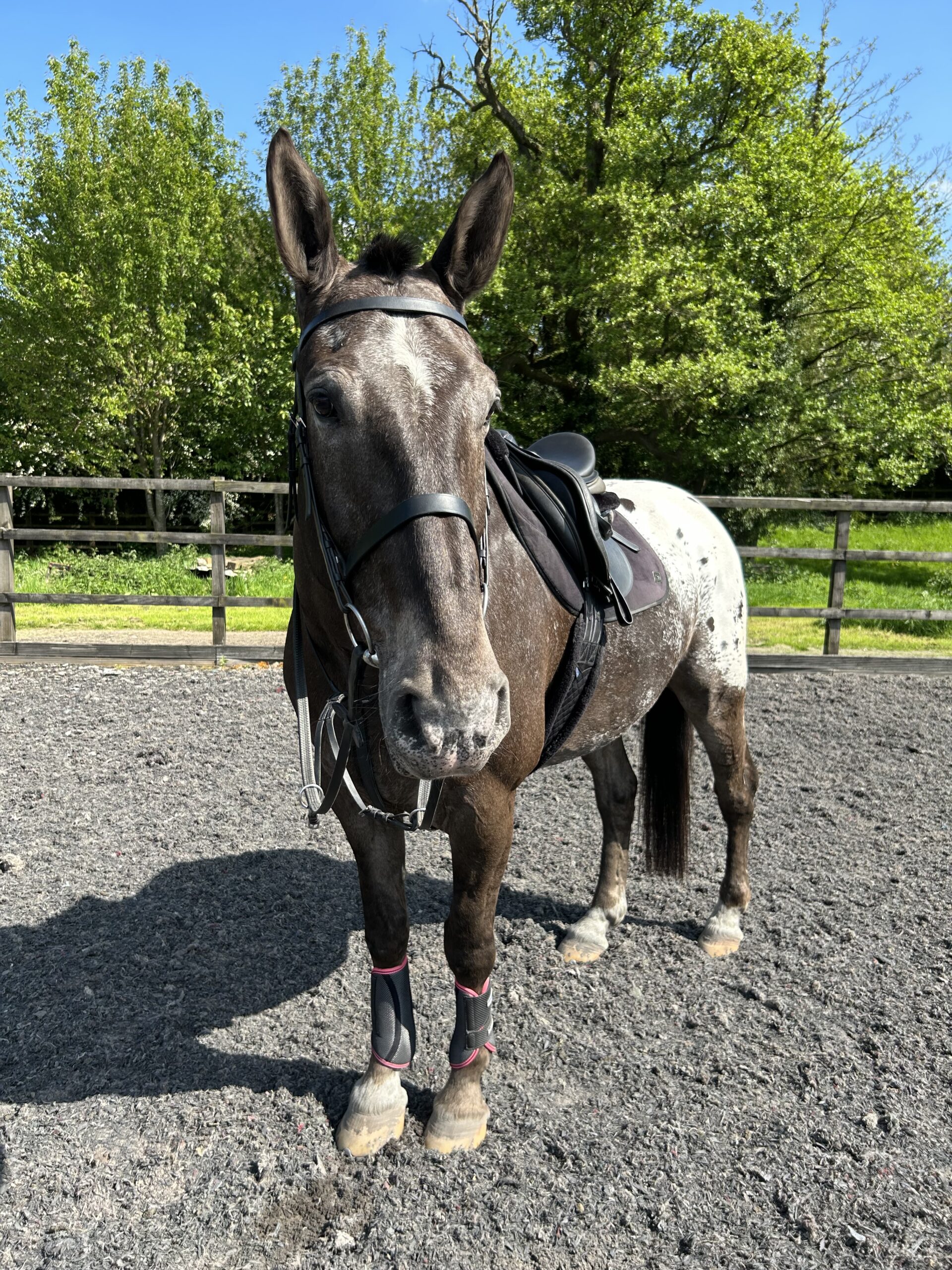 Lynn Robertson Horse Dealer Reviews Equine Dealers